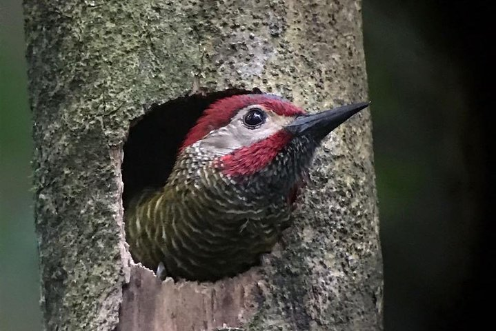 Morning Birdwatching Experience  - Photo 1 of 25